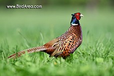 Common Pheasant, Phasianus colchicus