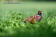 Common Pheasant, Phasianus colchicus