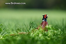Common Pheasant, Phasianus colchicus