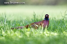 Common Pheasant, Phasianus colchicus