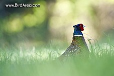 Common Pheasant, Phasianus colchicus