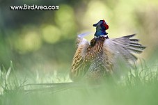 Common Pheasant, Phasianus colchicus