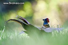 Common Pheasant, Phasianus colchicus