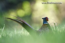 Common Pheasant, Phasianus colchicus