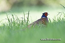 Common Pheasant, Phasianus colchicus