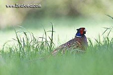 Common Pheasant, Phasianus colchicus