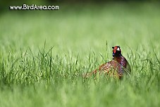 Common Pheasant, Phasianus colchicus