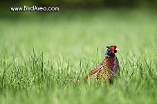 Common Pheasant, Phasianus colchicus