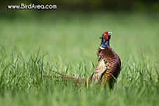 Common Pheasant, Phasianus colchicus