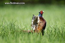 Common Pheasant, Phasianus colchicus