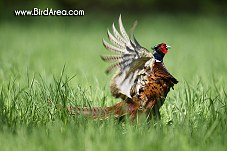 Common Pheasant, Phasianus colchicus