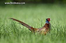 Common Pheasant, Phasianus colchicus