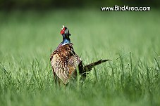 Common Pheasant, Phasianus colchicus