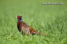 Common Pheasant, Phasianus colchicus