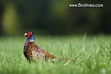 Common Pheasant, Phasianus colchicus