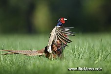 Common Pheasant, Phasianus colchicus