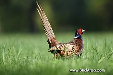 Common Pheasant, Phasianus colchicus