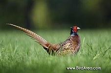 Common Pheasant, Phasianus colchicus