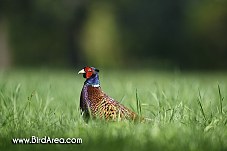 Common Pheasant, Phasianus colchicus