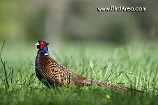 Common Pheasant, Phasianus colchicus