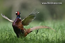 Common Pheasant, Phasianus colchicus