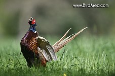 Common Pheasant, Phasianus colchicus