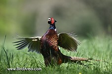 Common Pheasant, Phasianus colchicus