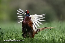 Common Pheasant, Phasianus colchicus