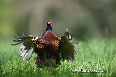 Common Pheasant, Phasianus colchicus