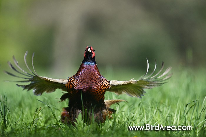 Common Pheasant, Phasianus colchicus