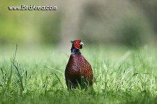 Common Pheasant, Phasianus colchicus