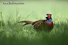 Common Pheasant, Phasianus colchicus