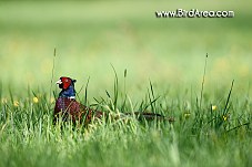 Common Pheasant, Phasianus colchicus