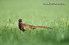 Common Pheasant, Phasianus colchicus