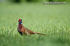 Common Pheasant, Phasianus colchicus