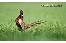 Common Pheasant, Phasianus colchicus