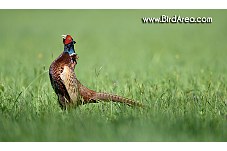 Common Pheasant, Phasianus colchicus