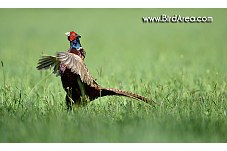 Common Pheasant, Phasianus colchicus