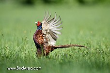 Common Pheasant, Phasianus colchicus