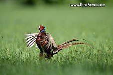 Common Pheasant, Phasianus colchicus