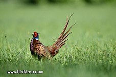 Common Pheasant, Phasianus colchicus