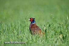 Common Pheasant, Phasianus colchicus