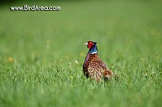 Common Pheasant, Phasianus colchicus