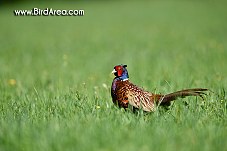 Common Pheasant, Phasianus colchicus