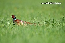 Common Pheasant, Phasianus colchicus