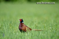 Common Pheasant, Phasianus colchicus