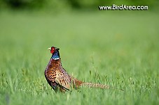 Common Pheasant, Phasianus colchicus