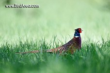 Common Pheasant, Phasianus colchicus