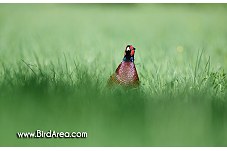 Common Pheasant, Phasianus colchicus