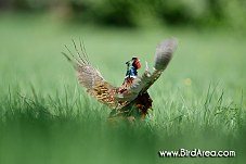 Common Pheasant, Phasianus colchicus